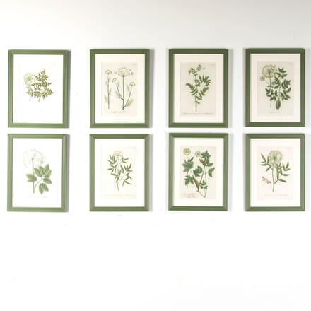 Set of 8 Botanical Prints by Johann Weinmann WD9018455