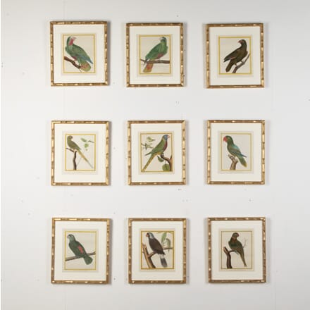 Set of Nine 18th Century Parrot Engravings by Francois Nicolas Martinet WD9019204