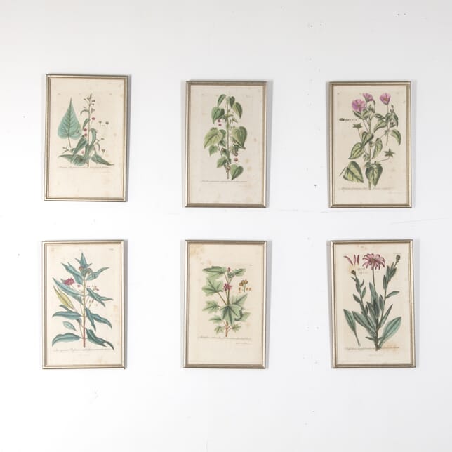 Set of Six Early 19th Century Hand-Coloured Botanical Lithographs WD618866