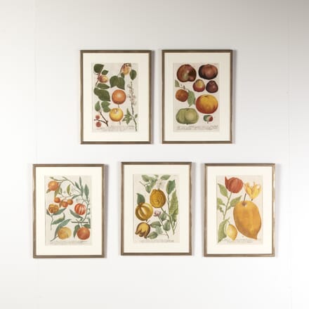 Set of Five 18th Century Fruit Prints by Johann Weinmann WD9021203