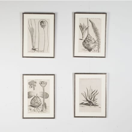 Set of Four 17th Century Botanical Engravings by Jan and Caspar Commelin WD9025061