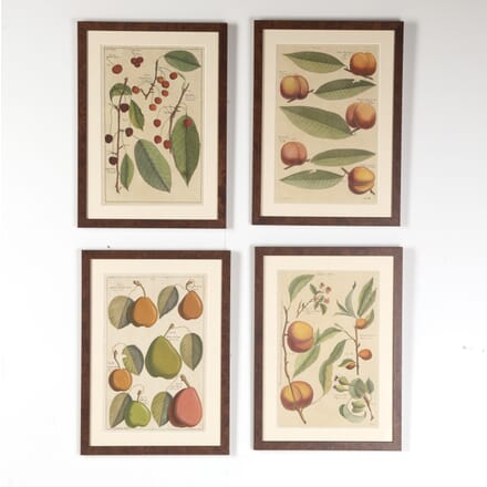 Set of Four 18th Century Fruit Prints by Batty Langley WD9018457