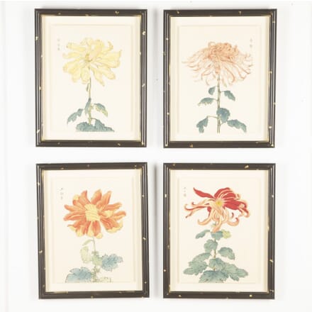 Set of Four 19th Century Hasegawa Chrysanthemums Botanical Prints WD7633291