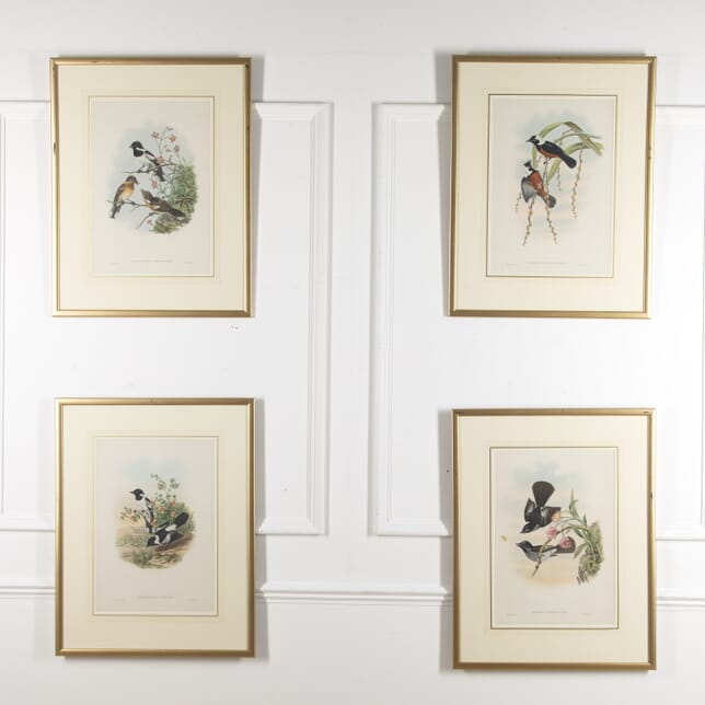 Four Hand-Coloured Bird Prints by Gould WD8815707