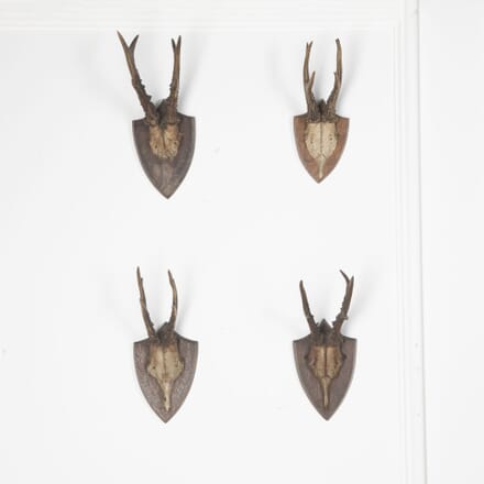 Set of Four Roe Deer Antlers Mounted on Shields DA8533606