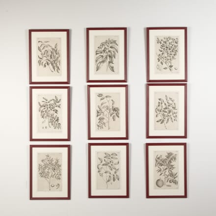 Set of Nine 18th Century Botanical Engravings by George Eberhard WD9021384