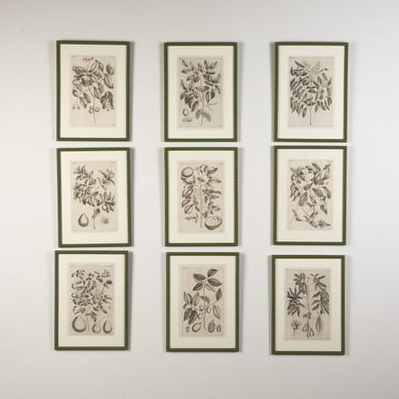 Set of Nine 18th Century Botanical Engravings by George Eberhard WD9021383