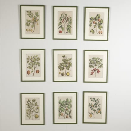 Set of Nine 18th Century George Eberhard Botanical Engravings WD9023854