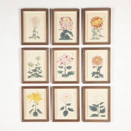 Set of Nine 19th Century Japanese Hasegawa Chrysanthemums WD7633302