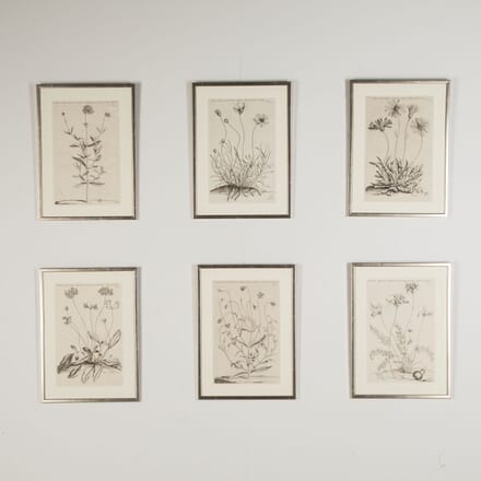 Set of Six 17th Century Botanical Engravings by Jan and Caspar Commelin WD9025060
