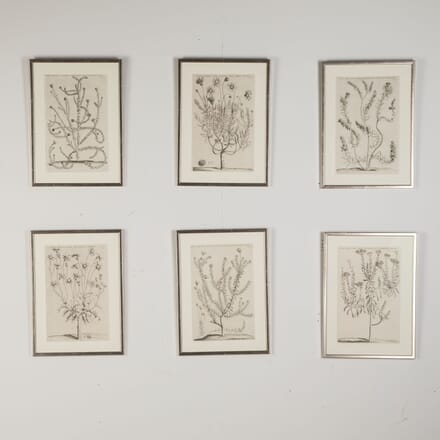 Set of Six 17th Century Botanical Engravings by Jan and Caspar Commelin WD9025059
