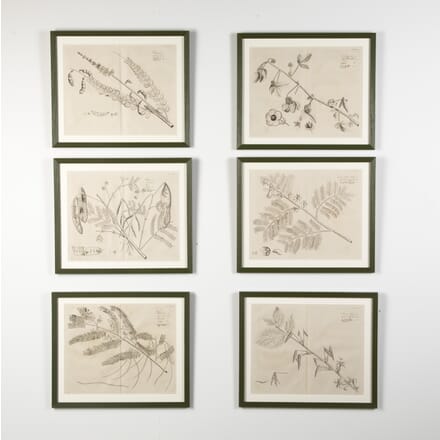 17th Century Set of Six Dutch Botanical Engravings WD9021388