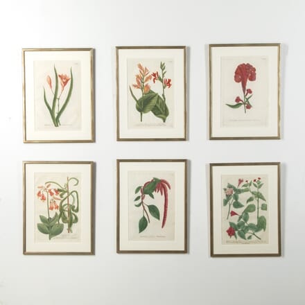 Set of Six 18th Century Botanical Prints by Weinmann WD9019586