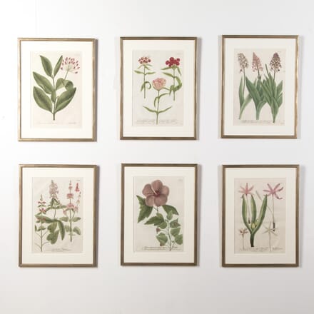 Set of Six 18th Century Botanical Prints by Weinmann WD9019585