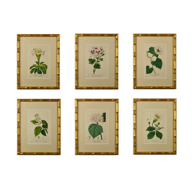 Set of Six 19th Century Botanicals by Bessa DA6014656