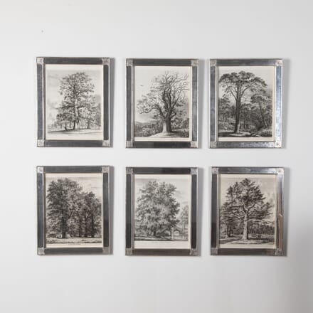 Set of Six 19th Century Portraits of British Trees WD7626997