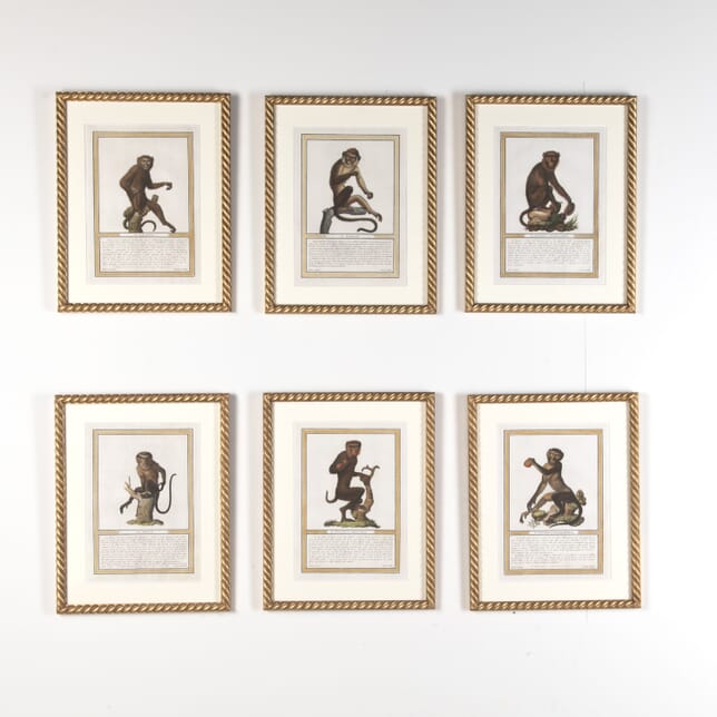 19th Century Set of Six Early Jacob's Monkey Engravings WD9022281