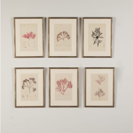 Set of Six Pink Seaweed Prints by Henry Bradbury WD9021381