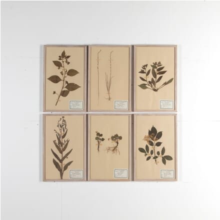 Set of Six Herbariums DA6811081