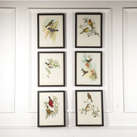 Set of Six Tropical Bird Prints by John Gould WD8820659