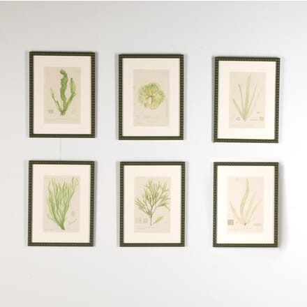 Set of Six Seaweed Prints by Henry Bradbury WD9022670