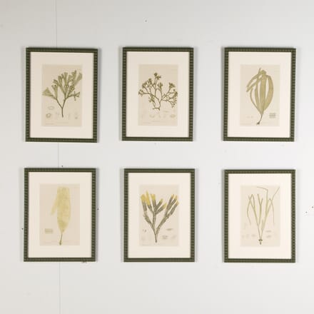 Set of Six 19th Century Seaweed Prints by Henry Bradbury WD9022668