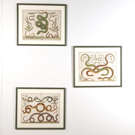 Set of Three 18th Century Albertus Seba Snake Engravings WD9022277