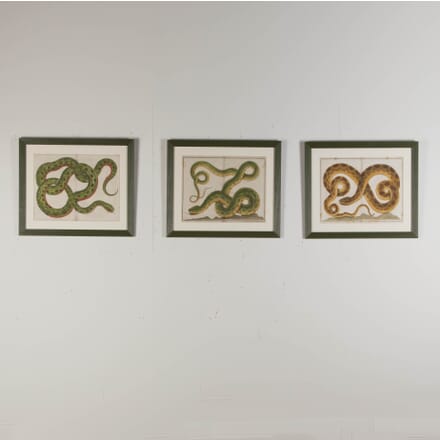 Set of Three 18th Century Albertus Seba Snake Engravings WD9023270