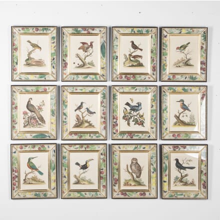 Set of Twelve 18th Century Bird Engravings WD7631075