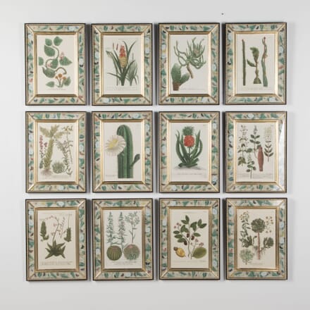 Set of Twelve 18th Century Botanical Engravings WD7623694