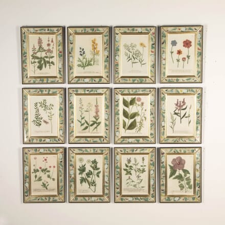 Set of Twelve 18th Century Weinmann Botanical Engravings WD7632090