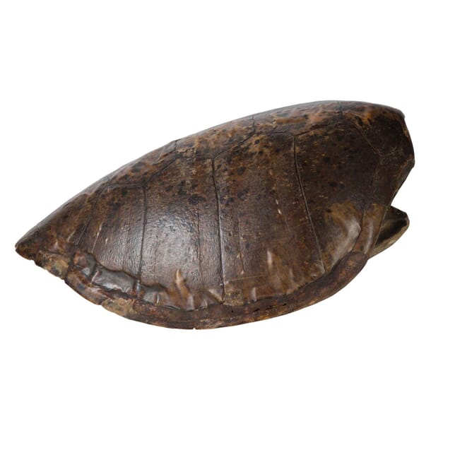 Turtle Shell DA015309
