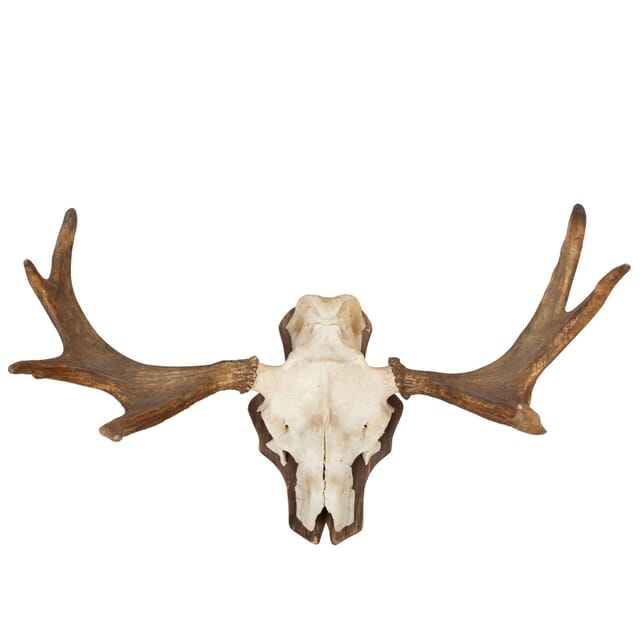 Mounted Elk Horn DA9960765