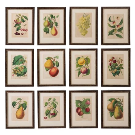 Set of 12 19th Century Fruit Chromolithographs WD6057548