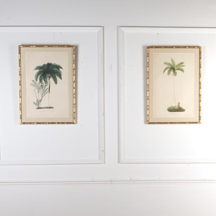 Pair of Chromolithographs of Brazilian Palms by Joao Barbosa Rodrigues WD9022802
