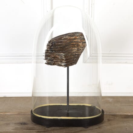 Woolly Mammoth Tooth In A Victorian Glass Dome DA3220098