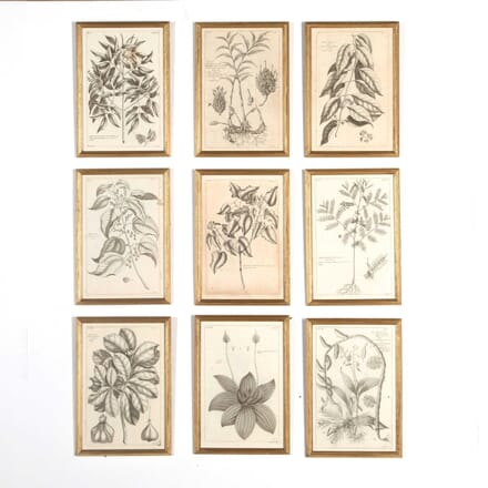 Set of Nine 18th Century Copperplate Botanical Engravings WD618865