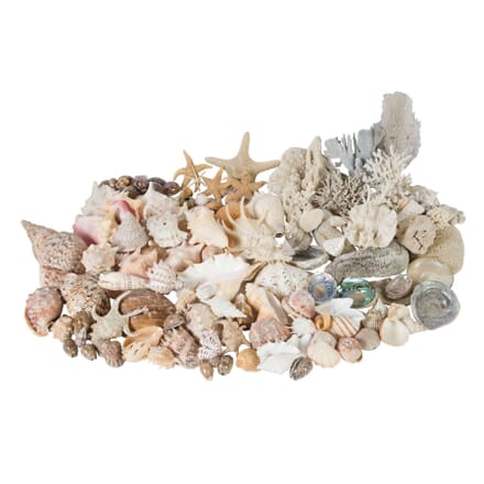 Extensive Collection of South Sea Island Shells and Coral DA0157818