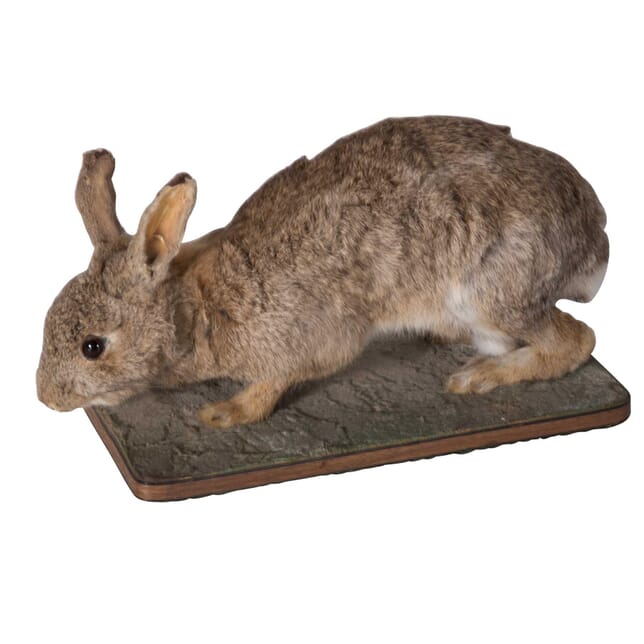 Taxidermy Rabbit DA5558769